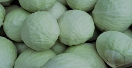 Hola vendo repollo blanco mercado 1-4 kg cantidades camion