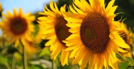 Venderé semillas de girasol para hornear. Base de suministro: