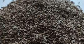Semillas de alcaravea de buena calidad. Cargas completas de