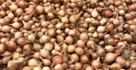 Hola tengo a la venta cebollas Sturon Stuttgarter Karmen