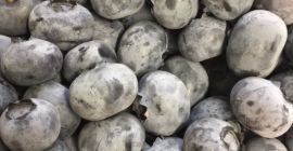 Arándanos con capa gris blanquecina, recogidos a mano, grandes,