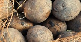 Patatas comestibles Gala y Red Lady envasadas en sacos