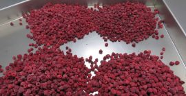 Venderé frambuesas congeladas 95/5. Envase (2,5 kg x 4)