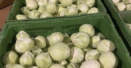 Venderé cantidades de camiones de repollo blanco Productos muy