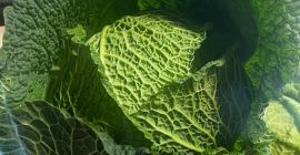 Repollo de Saboya a la venta Tengo cantidades de