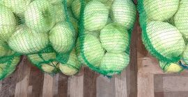 Venderé repollo Gintama F1 Venderé repollo Gintama F1 Para procesamiento, frispiac 150-150 a