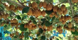 Vendo kiwis que pesan entre 70g y 150g en