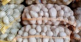 Patatas a la venta, variedad Bellarosa, Jurek, Satina Comestible,