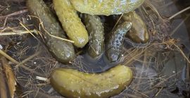 Pepinillos en vinagre. Hola, tengo para ofrecer pepino encurtido