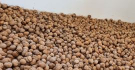 Vendo nueces con cascara BIO, muy bonitas, faciles de