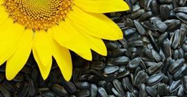 Semillas de girasol negras (con cáscara). Fabricado en Ucrania