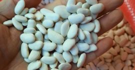 frijoles blancos y rojos 1. Especificación: humedad 16% máx.,