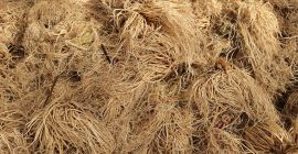 Venderé raíz de valeriana enjuagada y seca. Envasado en