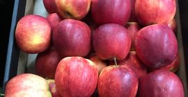 Vendo manzanas de la variedad Szampion Prince golden jonagored