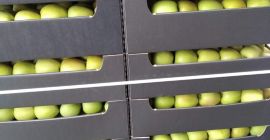 VENDERÉ GRAN CANTIDAD DE MANZANAS VARIEDADES ROJAS JONAPRINCE IDARED