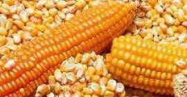 Maíz amarillo Maíz amarillo/Maíz Especificación: Nombre del producto -