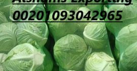 Lechuga iceberg: Lechuga iceberg: - Origen: Egipto - Peso