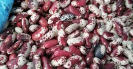 Venderé frijoles (hermoso Hansel - águila - frambuesa -