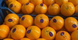 Mandarina (murcotte) fresca de Egipto lista para ser exportada