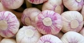 Ajo fresco de Egipto listo para ser exportado a