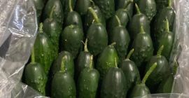 Venderé pepino de Turquía precio mayorista de Antalya 1,15€