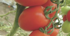 Tomate calibre 45-65 largo, empacado en cajas de cartón