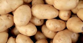 En cuanto a las patatas, cultivamos patatas Gallo en