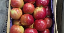 Ofrecemos manzanas Idared, Jonaprince, Golden, Gala, Red Chif y