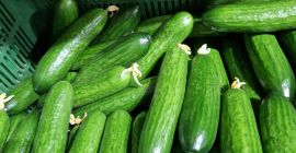 Venderé 14 toneladas de Venderé 14 toneladas de pepino polaco, variedad Pacto f1,