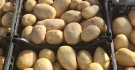 Patatas de Albania listas para exportar. Varias posibilidades de
