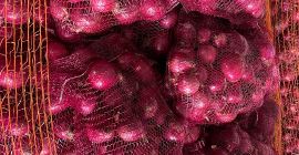 Cebolla calibre 5+, ventaja 6-10 cm, posibilidad de envasar