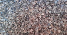 La empresa Kaszpol tiene a la venta cáscara de