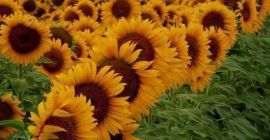 Vendo girasol verde, cosecha 2023, unas 50/60 toneladas. el