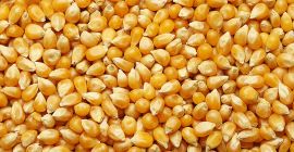 Humedad 14% Quebrado - 2.0 Mezcla de malezas -