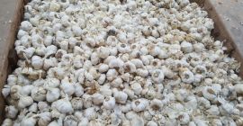 Przemysłowy/Destrio biały wiosenny czosnek