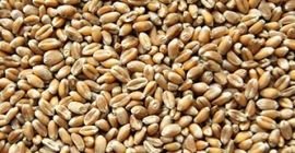Trigo suelto o en BigBags. Entrega a buen precio