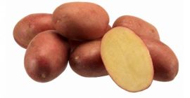 Compraré papas rojas y amarillas en grandes cantidades, a
