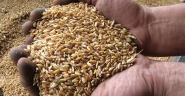 Soy un agricultor ucraniano. Tengo mi propia empresa agrícola.