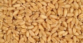 Vendo trigo y maíz, producidos en 2022. Precio 1,55
