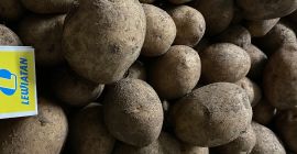 vendo papas gala 40+ 514677730