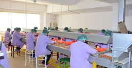 Ofrecemos avellana ecológica de alta calidad, limpia, sin cáscara.