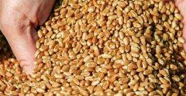 Una empresa ucraniana con sus propias instalaciones de producción