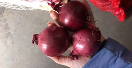 Cebolla roja 50/70 en sacos de 10 kg sobre