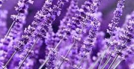 Buenos dias, vendo lavanda, busco comprador