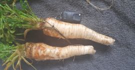 Venderé perejil que pasó el invierno en el campo