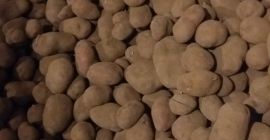 Papa comestible, orgánica. Fertilizado solo con estiércol. Bella Rosa.