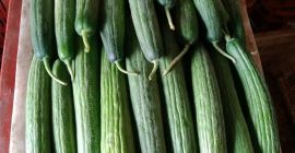 Pepinos