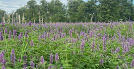 550 kg de Agastache Foeniculum Ecológico seco