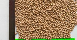 Venderé garbanzos pequeños en big bags, logística mínima 20