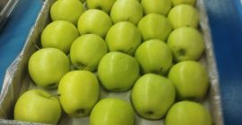Manzana Golden delicious I clase para salle. contacto: